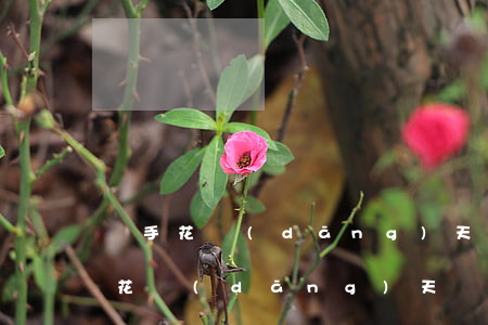 隨手花當(dāng)天還款算逾期嗎(隨手花當(dāng)天還款算逾期嗎)