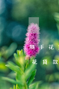 隨手花貸款逾期了會(huì)怎樣-隨意花貸款嚴(yán)重逾期