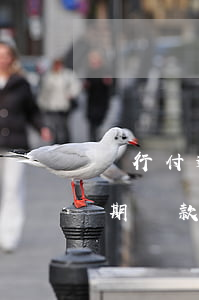 隨行付逾期還不上會有什么后果-隨行付逾期貸款上征信嗎