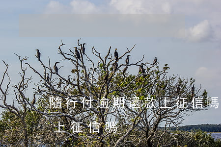 隨行付逾期還款上征信嗎(隨行付里面的貸款上征信嗎)