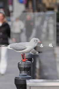 隱名股東股權(quán)轉(zhuǎn)讓協(xié)議（隱名股東轉(zhuǎn)讓股權(quán)合同的效力）