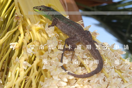 隴南信用卡逾期怎么申請(qǐng)停息掛賬-隴南信用卡逾期怎么申請(qǐng)停息掛賬的