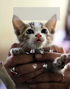 雄安新區(qū)的房子法院可以拍賣嗎(雄安新區(qū)土地招拍掛)