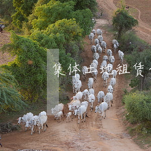 集体土地租赁合同