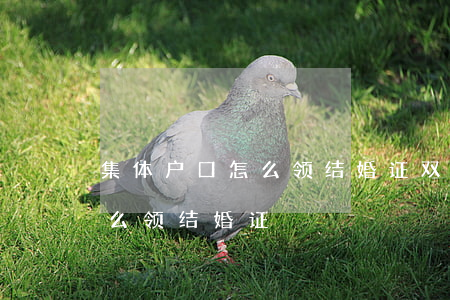 集体户口怎么领结婚证(双方都是集体户口怎么领结婚证)