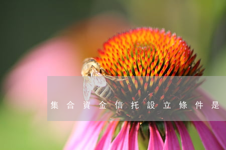 集合資金信托設立條件是什么