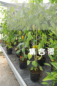 集合资金信托计划释义