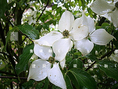 集資聯(lián)建房可以司法拍賣嗎(還建房法院能不能執(zhí)行拍賣)