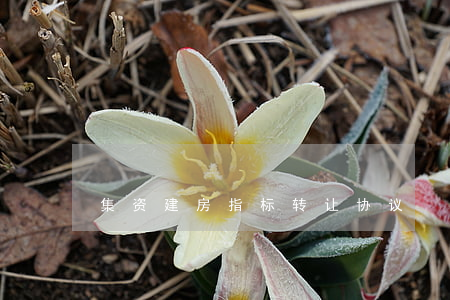 集资建房指标转让协议
