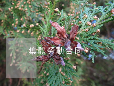 集體勞動合同