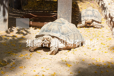 集體合同糾紛有哪些
