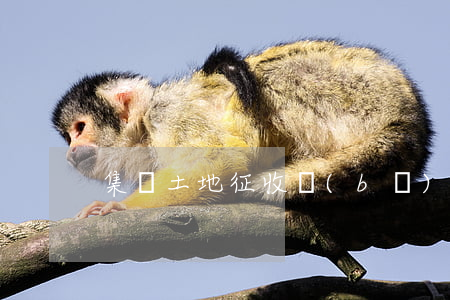 集體土地征收補(bǔ)償條例