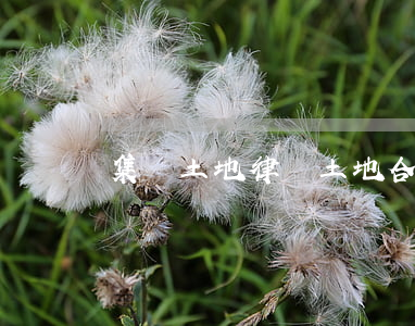 集體土地律師(土地合同糾紛的專業律師)