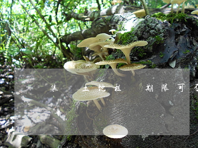 集體土地租賃期限可否超過(guò)20年