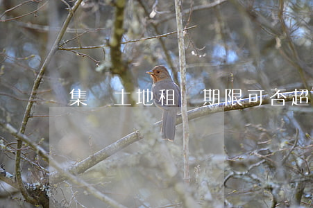 集體土地租賃期限可否超過20年