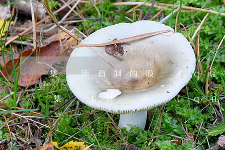 集體所有制的股權(quán)可以繼承嗎(集體土地繼承權(quán)有哪些條件)