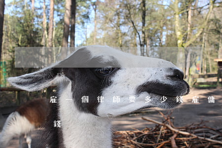 雇一個律師要多少錢(雇傭一個律師需要多少錢)