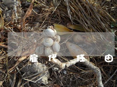 雇傭代駕責任應該由誰承擔