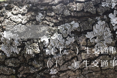 雇員發(fā)生交通事故逃逸(公司雇傭司機發(fā)生交通事故)