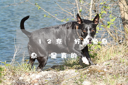 雙12京東分期免息嗎-雙12京東分期免息嗎是真的嗎