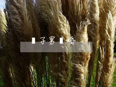 雙子男離婚