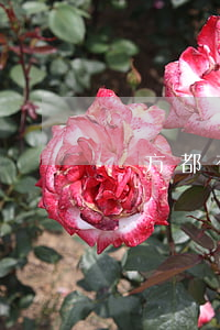 雙方都有責(zé)任的交通事故怎么處理賠償標準(出現(xiàn)交通事故雙方都有責(zé)任,怎么賠償)