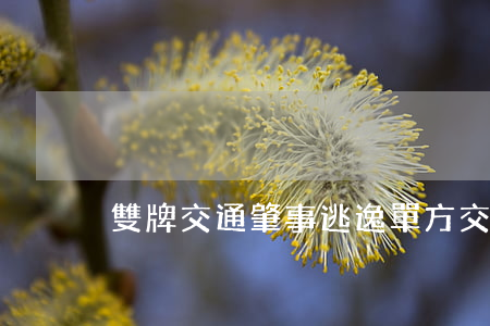 雙牌交通肇事逃逸(單方交通事故逃逸)