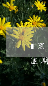 雙黑戶有逾期能下款-雙黑嚴(yán)重逾期怎么借款
