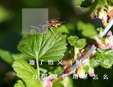 離了婚又沒財產欠信用卡怎么辦-離婚后無力償還信用卡怎么辦
