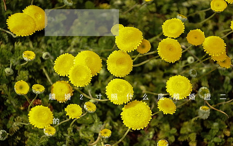 離婚2寸照什么底(離婚證二寸照片要什么底的)