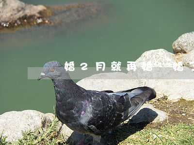 離婚2月就再婚(離婚了再婚)