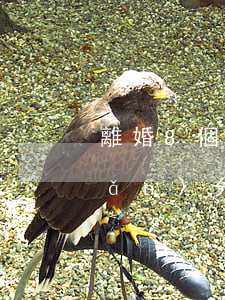 離婚8個(gè)月財(cái)產(chǎn)分多少