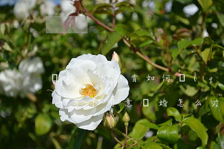 離婚一方不肯如何強(qiáng)制離婚(一方不同意離婚怎么才能離婚)