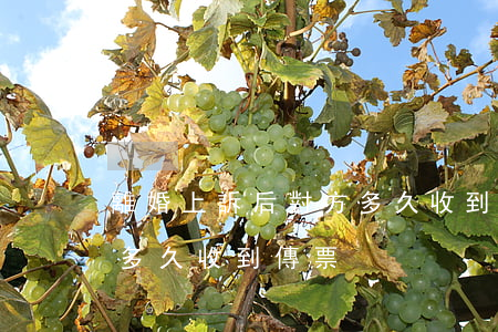離婚上訴后對方多久收到傳票(離婚訴訟對方多久收到傳票)