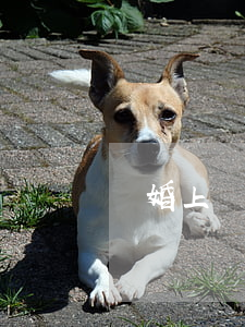 離婚上訴狀如何寫