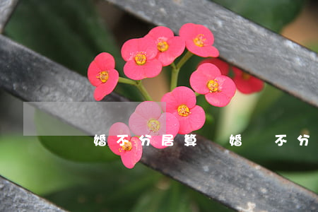 離婚不分居算離婚嗎(不分居可以離婚嗎)