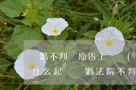離婚不判離原告上訴會(huì)判離嗎(為什么起訴離婚法院不判離)