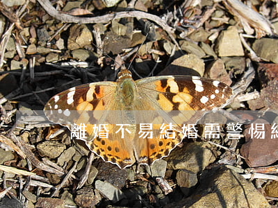 離婚不易結婚需警惕(結婚不能離婚)