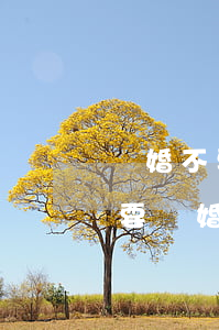 離婚不要協(xié)議書可以離嗎(離婚不要離婚協(xié)議書可以嗎)