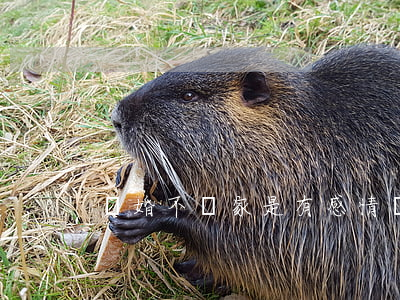 離婚不離家是有感情嗎
