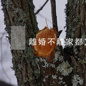 離婚不離家都又復婚嗎