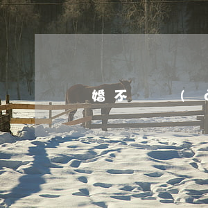 離婚不離愛(ài) 梨上雪