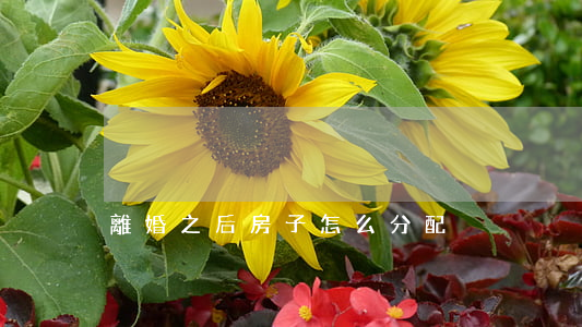 離婚之后房子怎么分配