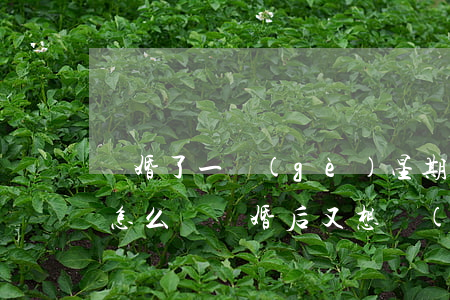 離婚了一個(gè)星期還想復(fù)婚怎么辦(離婚后又想復(fù)婚怎么辦)