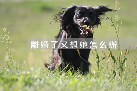 離婚了又想她怎么辦