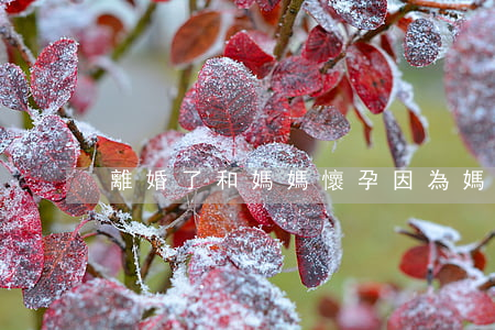 離婚了和媽媽懷孕(因為媽媽和老婆離婚了)