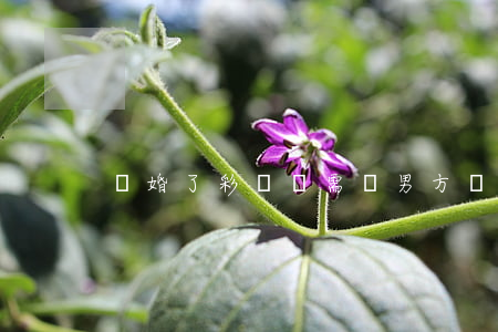 離婚了彩禮還需給男方嗎