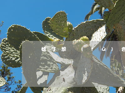離婚了想復(fù)合怎么辦