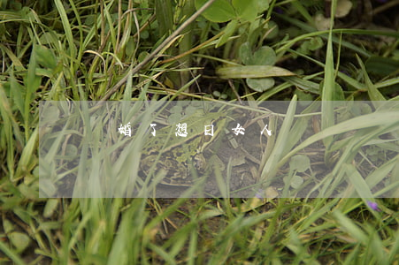 離婚了想日女人