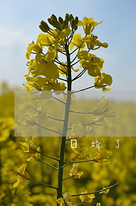 離婚了想給孩子改姓
